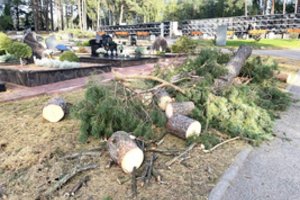 Kapinėse nupjauti medžiai panevėžiečiams sukėlė šoką: paaiškino, kodėl taip pasielgta