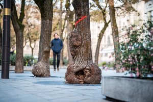 Dalį Kauno Laisvės alėjos medžių pakeis brandžios liepos