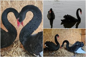 Rokiškio simboliu tapusios juodosios gulbės iškeldintos į laikinus namus: žiemą praleis ūkyje