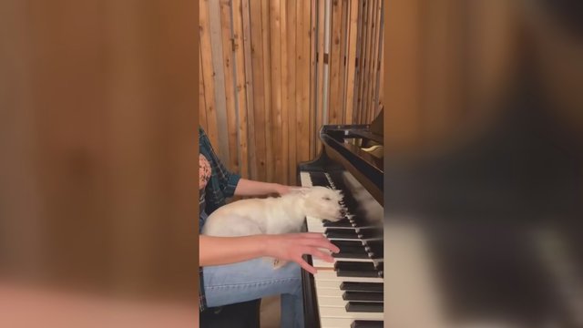 Tikram profesionalui netrukdo net ant pianino užmigęs šuo: išgirskite, kaip nuskambėjo kūrinys