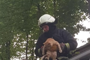 Pamaryje išsigandęs katinas nurimo tik šeimininko rankose: į pagalbą skubėjo ugniagesiai