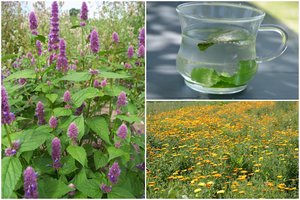 Šias arbatas, atšalus orams, išbandyti būtina: vienos padės peršalus, kitos – po pirties