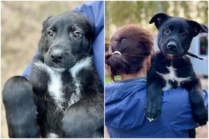 Jaunas ir išdykęs meškutis ieško savo šeimos: susižavėjusius įspėja – bus visko