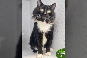 Nuo siaubingo likimo išgelbėtas katinas neturi kur grįžti: švelnus ir didelis murklys ieško, kam dovanoti savo meilę