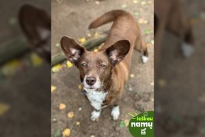 Po šeimininko mirties liko be namų: draugiška ir aktyvi senjorė Robusta trokšta meilės ir dėmesio