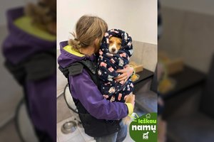 „Ant lenciūgo“, prie būdos, vedė vadą po vados: jaunutė kalytė ieško mylinčios širdies ir namų