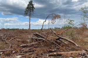 Gamtos „gelbėtojų“ nesustabdė – dzūkai savo miške gėrėsis dar viena smėlinga dykyne
