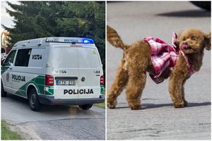 Klaipėdoje taikiniu tapo 4000 eurų vertės šuo: pavogė iš namo kiemo