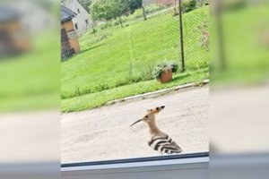 Kėdainių rajone į kiemą užklydo retas paukštis: jį pamatyti iš taip arti pasiseka ne kiekvienam