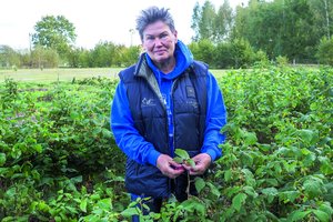 Raugiant kopūstus ar kitas daržoves biochemikė patarė nedaryti kelių klaidų, kitaip teks išmesti