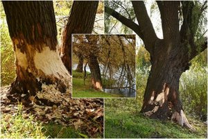 Klaipėdoje – dešimtys nuniokotų medžių: savivaldybė jau svarsto prašyti medžiotojų pagalbos