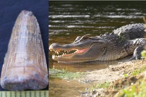 Aptiko paskutinio žinomo Europoje gyvenusio krokodilo dantį