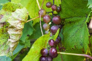 Vynuogių augintojai jau nuima derlių: kokių iššūkių kilo ir kodėl permainingi orai nenuvylė?