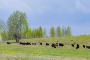 Siekiantiems investuoti į žemės ūkio valdas – svarbi informacija: paskelbė apie svarbias datas