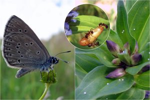 Turbūt įdomiausias drugelis Lietuvoje: jį užaugina skruzdėlės
