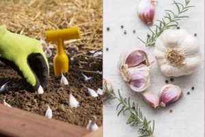 Svarbu neuždelsti: iki šalčių pasisodinsite – kitais metais derliumi ir su kaimynais galėsite dalintis