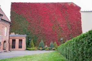 Vijoklių siena Kaune ir vėl vilioja lankytojus: skuba ir pasigrožėti, ir nusifotografuoti