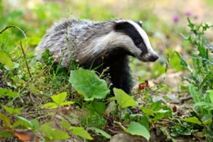 Šulinys tapo spąstais barsukui: gelbėjimo operacija pareikalavo nemenkos ugniagesių kantrybės