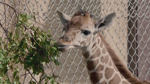 Kalifornijos zoologijos sode – tikra šventė: žirafų bandą papildė jauniklis
