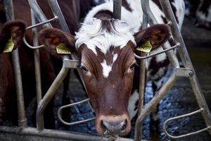 Rugsėjį vidutinė pieno supirkimo kaina Lietuvoje – 3,8 proc. didesnė