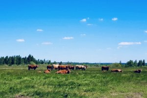 Ekologinių ūkių atstovai: „Kas, jei ne mes?“