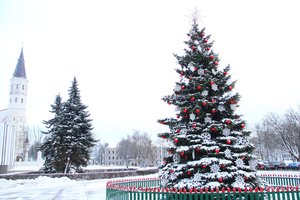 Šiaulius šiemet puoš natūralios Kalėdų eglės