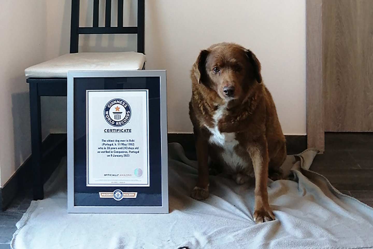 Guinnesso rekordų knygoje portugalų Alantėjos mastifas Bobis vasarį buvo pripažintas seniausiu visų laikų šunimi ir sumušė 1939 m. rekordą.<br>Guinnesso rekordų knygos nuotr.