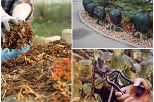 Daugiamečius augalus tinkamai paruoškite žiemai: ką nupjauti, ką išgenėti, o ką šiltai apkloti