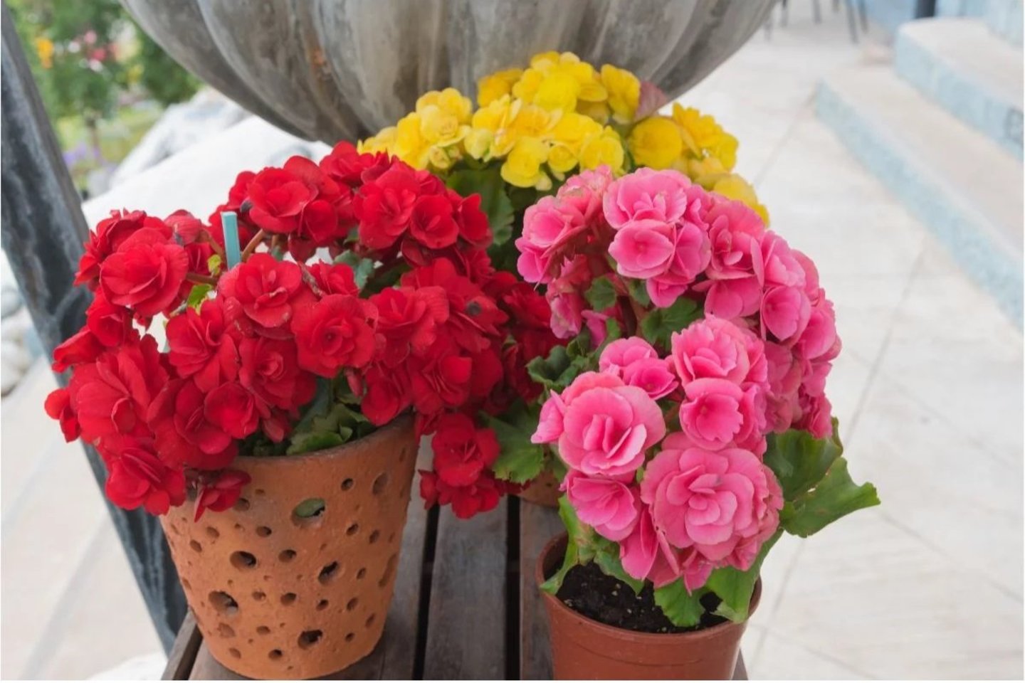 Ruduo yra tinkamas metas paruošti augalus pereiti į poilsio režimą. Vienas iš etapų – kambarinių gėlių perkėlimas į patalpą žiemojimui.<br>Canva nuotr.