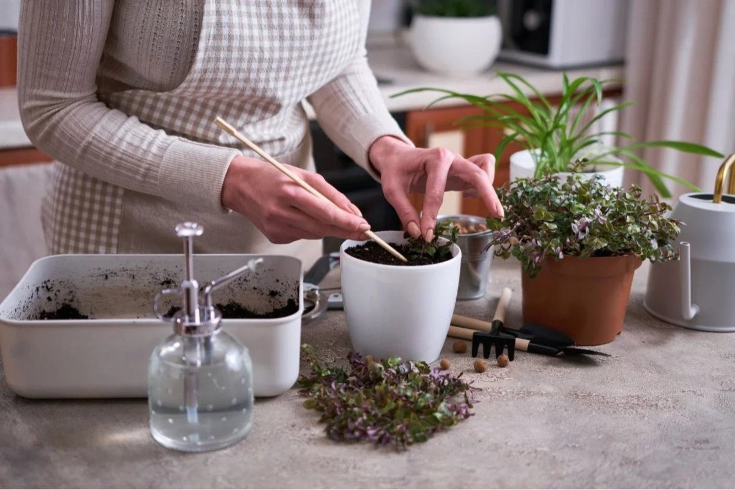 Ruduo yra tinkamas metas paruošti augalus pereiti į poilsio režimą. Vienas iš etapų – kambarinių gėlių perkėlimas į patalpą žiemojimui.<br>Canva nuotr.