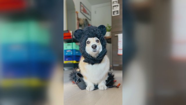 Šuo neliko abejingas šeimininko sumanymui: šio Helovino kostiumo gamyba įkvėps kūrybai 