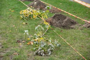 Panevėžyje bus pasodinti dar 135 medžiai