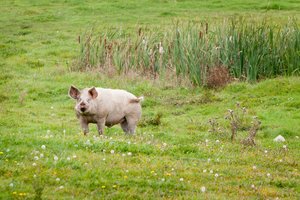 Dalis kiaules auginančių ūkių galės atsikvėpti – griežčiausių ribojimų nebeliks