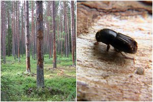 Lietuvoje džiūsta eglynai: už tai atsakingo vabalo koncentracija miškuose – gausiausia per 20 metų