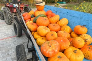 Su moliūgu virtuvėje ne kiekvienam lengva: juos auginantis ūkininkas patarė, kokio dydžio daržovės maistui – pats tas