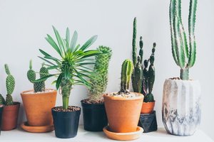 Pasitikrinkite, ar tinkamai prižiūrite kaktusus: ką daryti, kad jie pradžiugintų žiedais