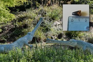 Įspūdingas radinys: Lietuvoje aptiko šimtų milijonų metų senumo krokodilo dantį