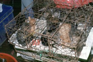 Katės Kinijoje virsta „kiauliena arba aviena“: nuo žiauraus likimo išgelbėjo apie 1000 murklių