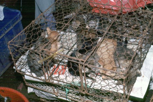 Katės Kinijoje virsta „kiauliena arba aviena“: nuo žiauraus likimo išgelbėjo apie 1000 murklių