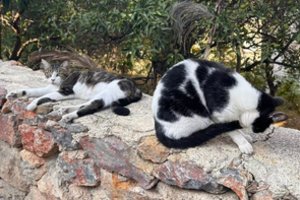 Į Klaipėdą atvykusių ukrainiečių augintinių – Gorkio, Vasios ir Rodiono – istorijos: ištikimiausi draugai neišduoda