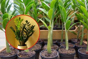 Pinigų medis: kaip užsiauginti naudingą augalą ir, kodėl su juo reikia būti atsargiems