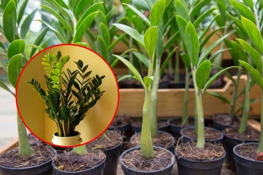 Pinigų medis: kaip užsiauginti naudingą augalą ir, kodėl su juo reikia būti atsargiems