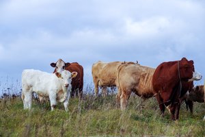 Smulkių ūkių plėtrai – 3 mln. eurų