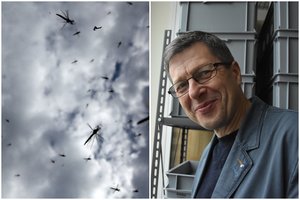 Seniai taip bebuvo – žiema vos ne ant nosies, o uodai atakuoja taip, tarsi būtų vasara