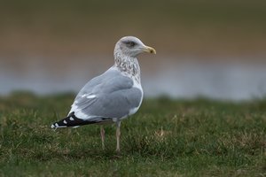 6 Lietuvos paukščiai, kuriuos sunkiausia atpažinti: klysta net ornitologai