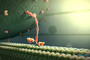 Lietuvis mokslininkas apie tai, kas yra molekuliniai motorai, kam jie mums reikalingi ir ką jie turi bendro su M. Jacksonu
