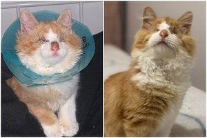 Nuo gimimo ypatingo 4 mėn. kačiuko išgyvenimas tapo tikru stebuklu – dabar laukia dar vieno