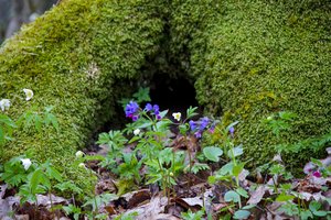 Kai kurių augalų žmonija taip ir neišvys: skaičiuoja, kad net 75 proc. neatrastų rūšių jau gresia išnykimas