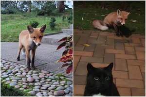 Lapės Kuršių Nerijoje susidraugavo ir su žmonėmis, ir su katėmis: gamtininkas perspėjo, kada reikėtų pasisaugoti