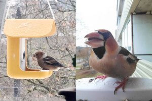 Išmaniosios lesyklos „Bird Buddy“ testas: plunksnuotieji iš lesyklos – tiesiai į jūsų telefoną